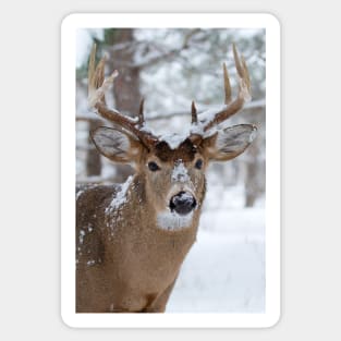 White-tailed buck in snow Sticker
